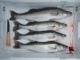 Kuha 1,26 kg