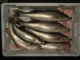 Kuha 1,30 kg
