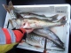Kuha 1,23 kg