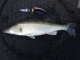 Kuha 2,30 kg