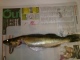 Kuha 1,18 kg