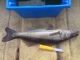 Kuha 2,27 kg
