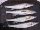 Kuha 3,99 kg