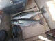 Kuha 1,49 kg