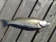 Kuha 1,19 kg