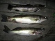 Kuha 2,16 kg