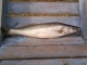 Kuha 1,50 kg