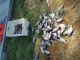 Lahna 20,82 kg