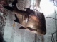 Lahna 1,34 kg