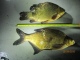 Lahna 1,22 kg