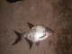 Lahna 350 g