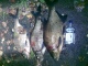 Lahna 4,00 kg