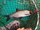 Säyne 400 g