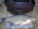 Lahna 2,40 kg