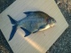 Lahna 1,21 kg
