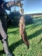 Made 3,62 kg