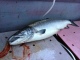Merilohi 12,56 kg