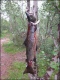 Merilohi 3,50 kg
