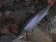 Merilohi 13,00 kg