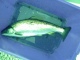 Meritaimen 1,93 kg