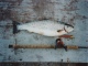 Meritaimen 3,62 kg