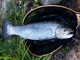 Meritaimen 2,58 kg