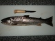 Meritaimen 1,08 kg