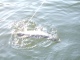 Meritaimen 3,00 kg