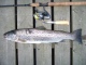 Meritaimen 2,08 kg