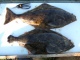 Pallas 5,00 kg