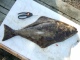 Pallas 5,30 kg