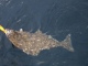 Pallas 6,50 kg