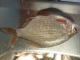 Pasuri 79 g
