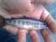 Puronieri� 21 g