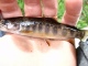 Puronieri� 40 g