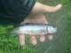 Puronieri� 570 g