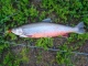 Nieri� (Rautu) 2,50 kg