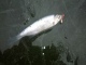 Salakka 10 g