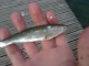 Salakka 20 g