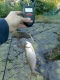 S�rki 160 g