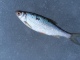S�rki 100 g