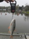 Särki 370 g