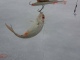 S�rki 30 g