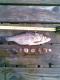 S�rki 195 g