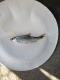S�rki 20 g