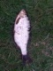 S�rki 220 g