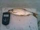 S�rki 120 g