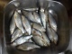 S�rki 1,50 kg