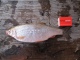 S�rki 250 g