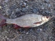 Särki 45 g
